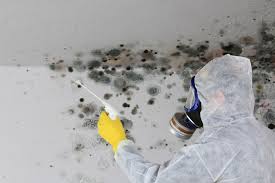 Best Black Mold Removal  in Lucasville, OH